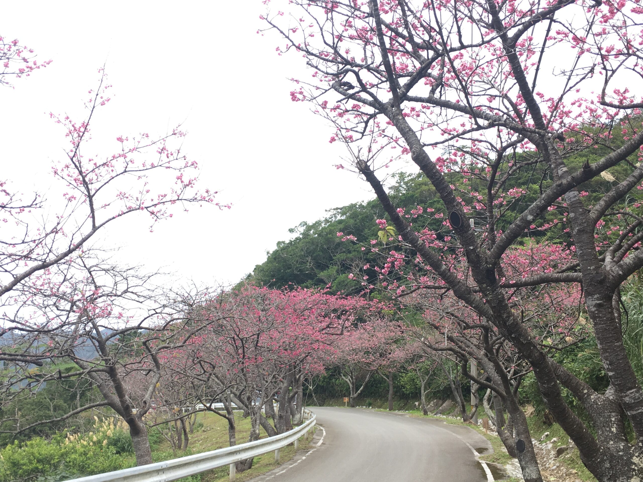 八重岳